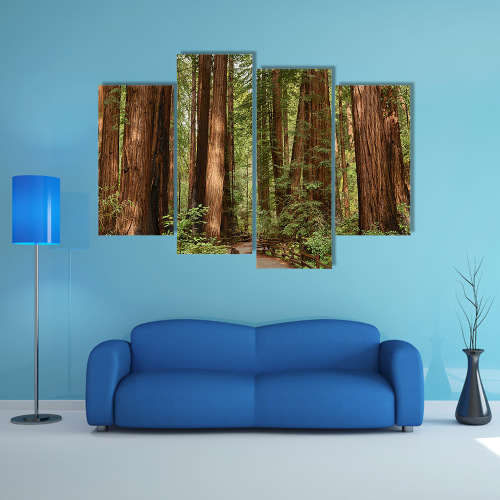 Muir Woods National Monument In California Canvas Wall Art