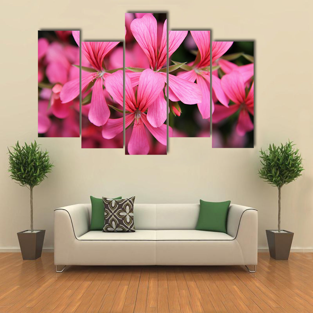 Pink Geranium Cascade Flowers Canvas Wall Art