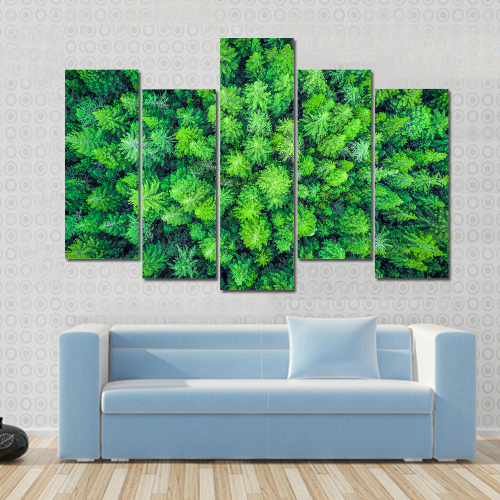 Aerial View Of Redwood Whakarewarewa Forest Canvas Wall Art