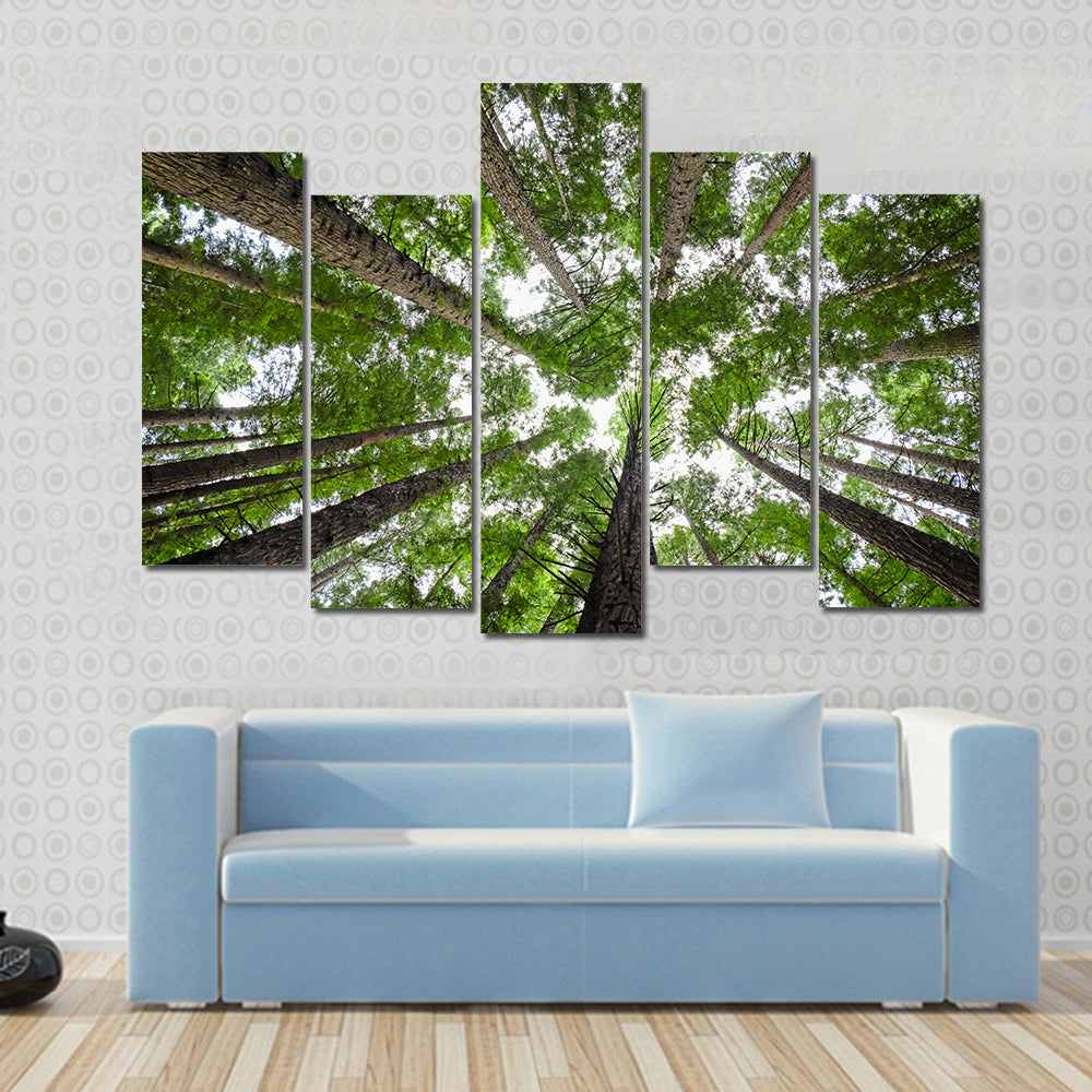 Redwood Tree Canopy Canvas Wall Art