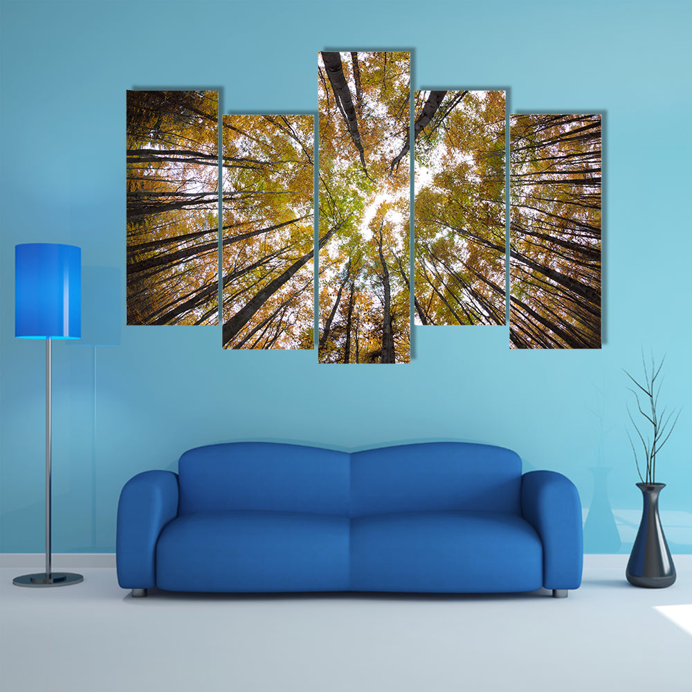 Autumn Forest Treetops Canvas Wall Art