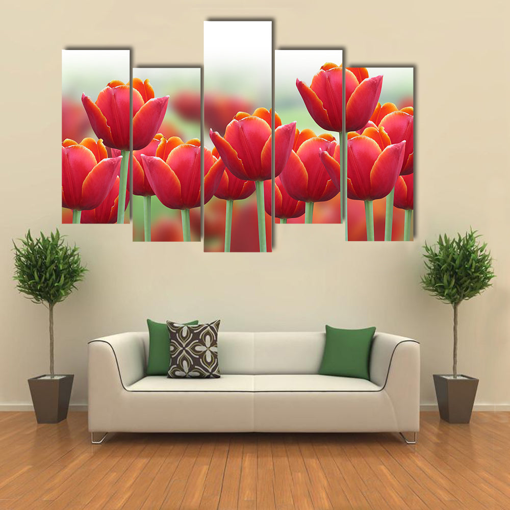 Spring Tulip Flower Canvas Wall Art