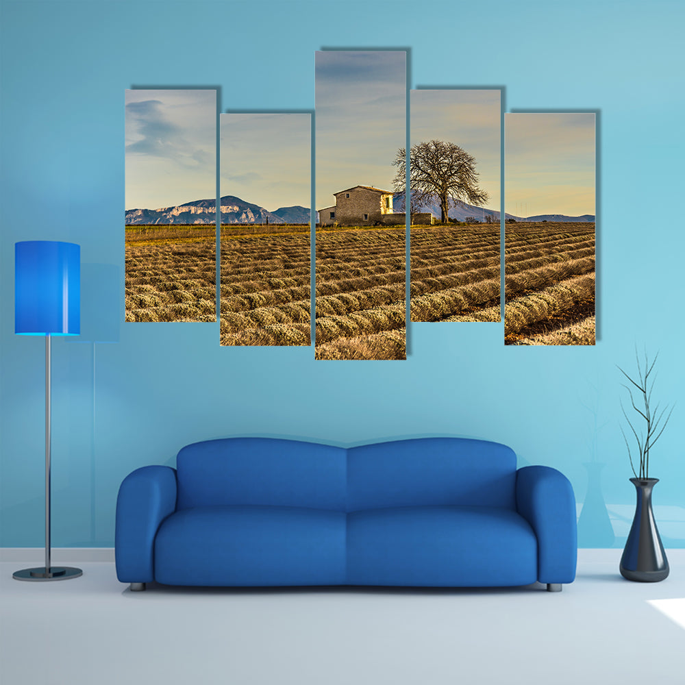Unharvested Lavender Field In Provence France Canvas Wall Art