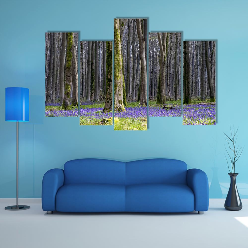 Springtime Bluebell Wood in England Canvas Wall Art