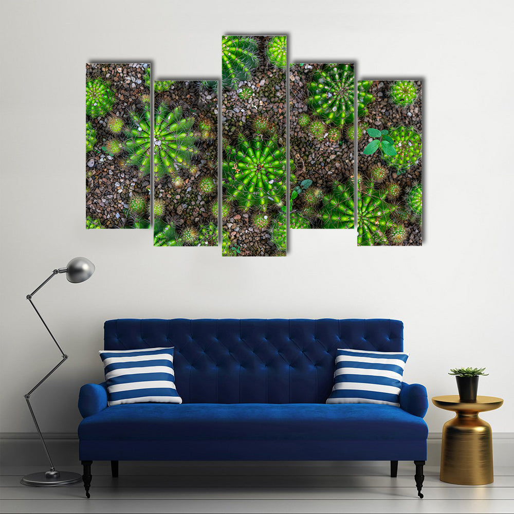 Cactus Plants Close-up Canvas Wall Art