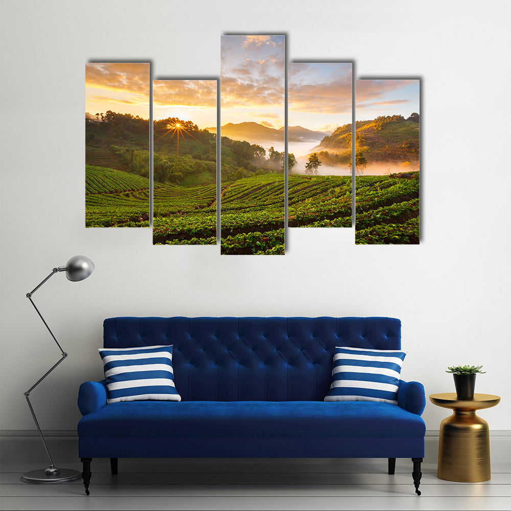 Misty Morning Sunrise In Strawberry Garden In Chiangmai Thailand Canvas Wall Art