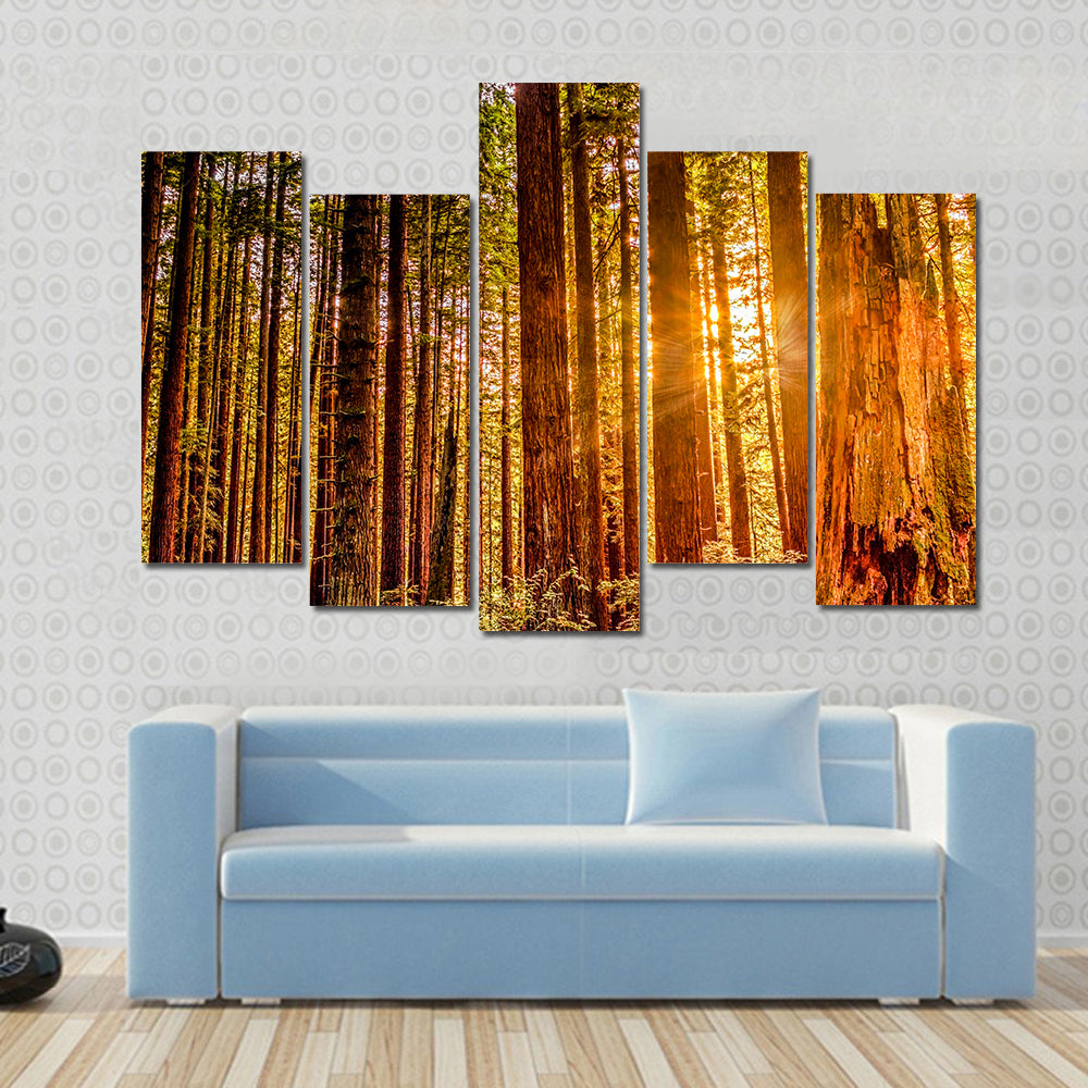 Sun Shines Through Redwood Trees Canvas Wall Art