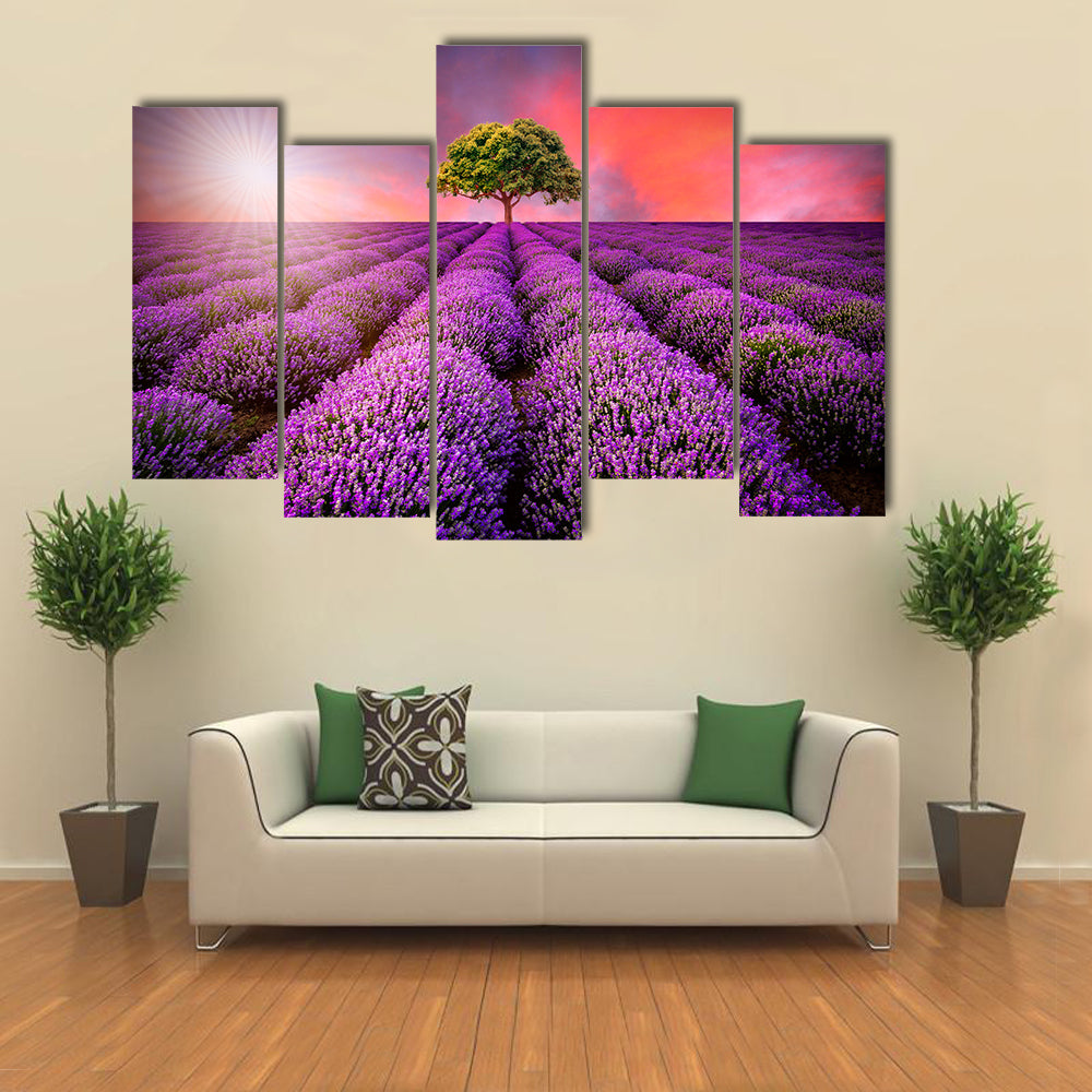 Lavender Field At Sunset Canvas Wall Art