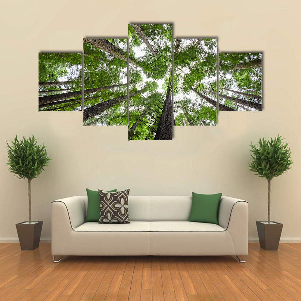 Redwood Tree Canopy Canvas Wall Art