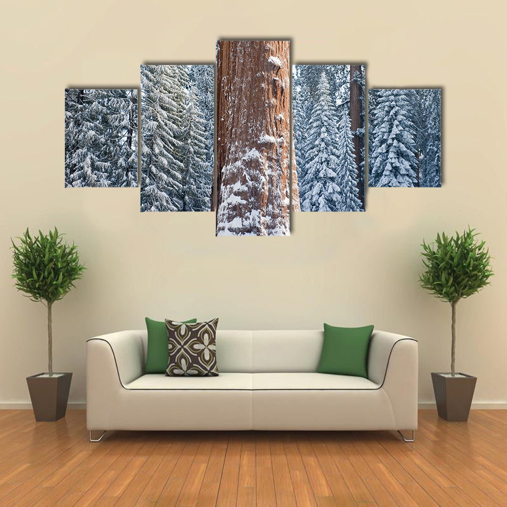 The Giant Sequoia Tree Covered In Snow Canvas Wall Art