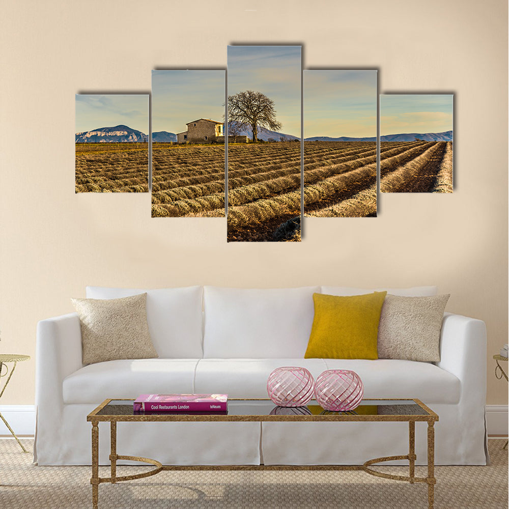Unharvested Lavender Field In Provence France Canvas Wall Art