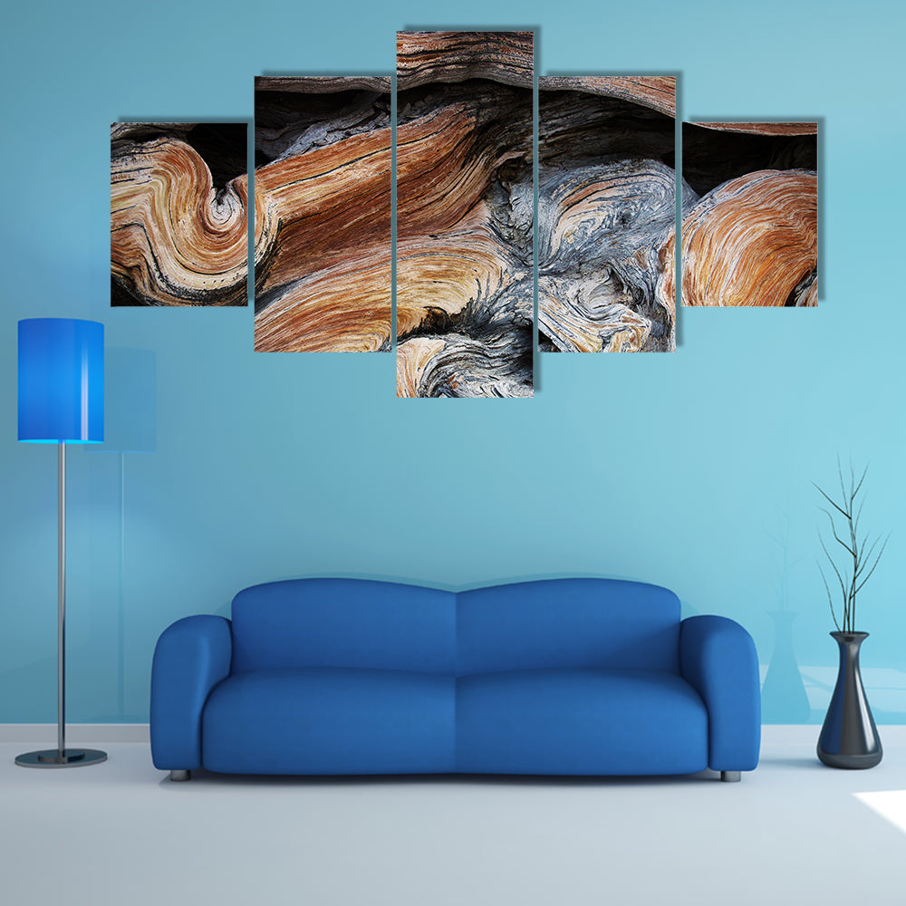 Old Juniper Wood Texture Canvas Wall Art