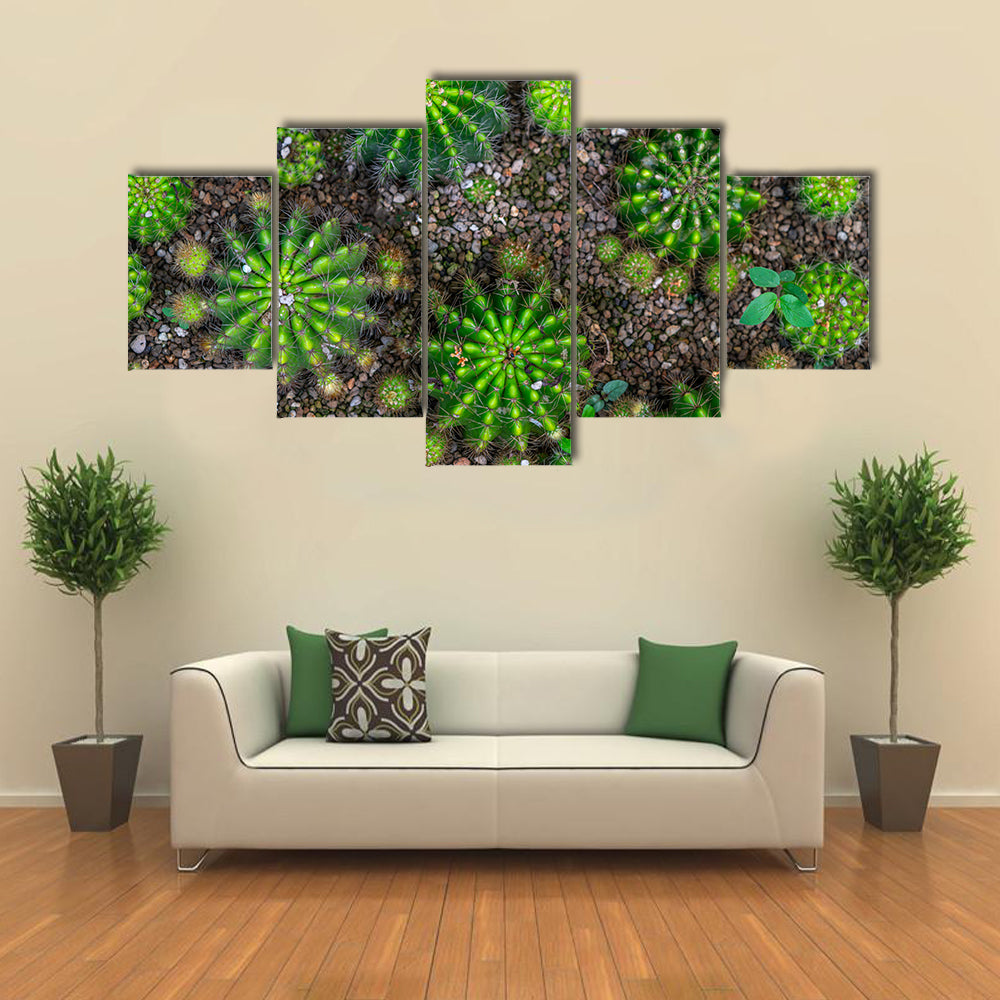 Cactus Plants Close-up Canvas Wall Art