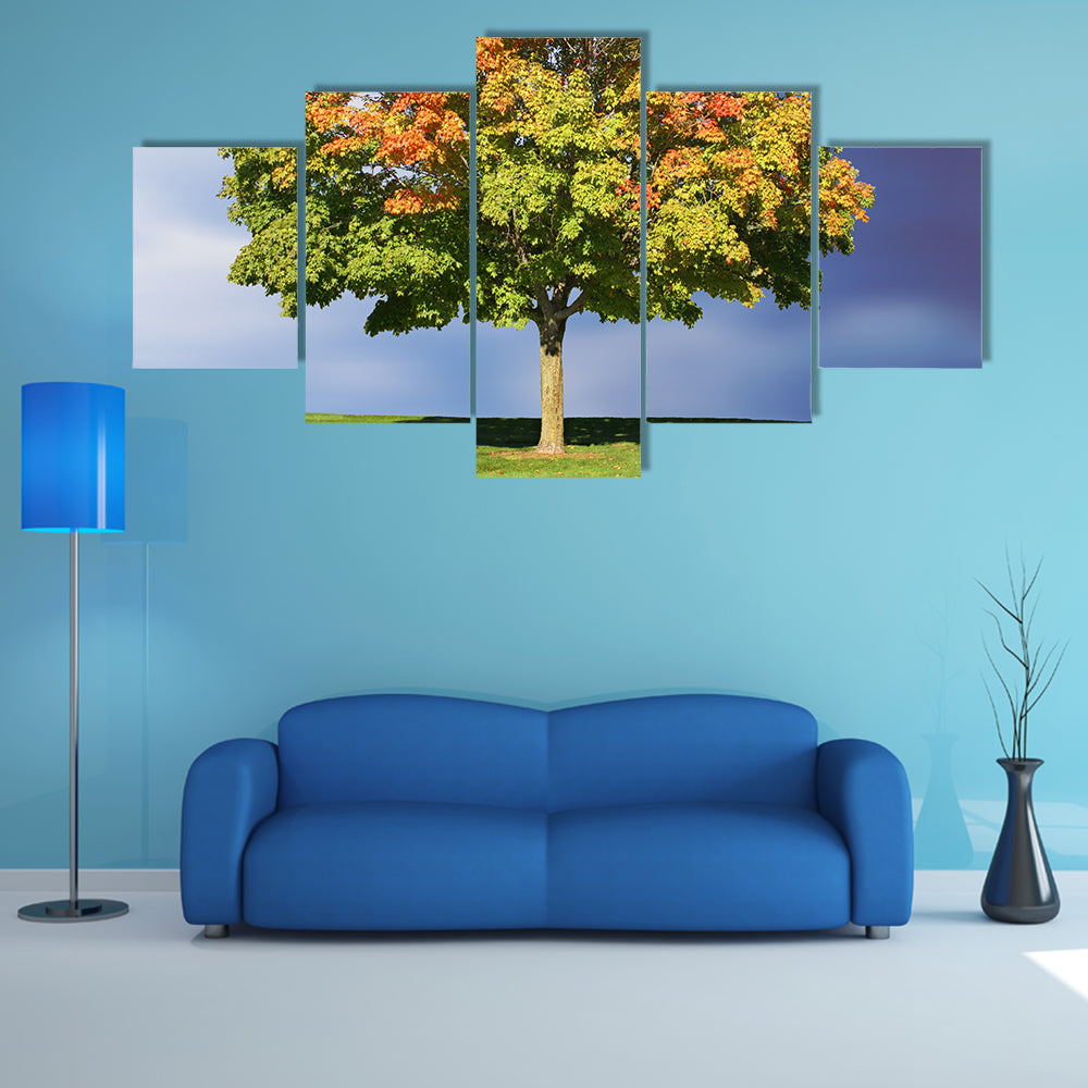 Maple Tree In Autumn Canvas Wall Art