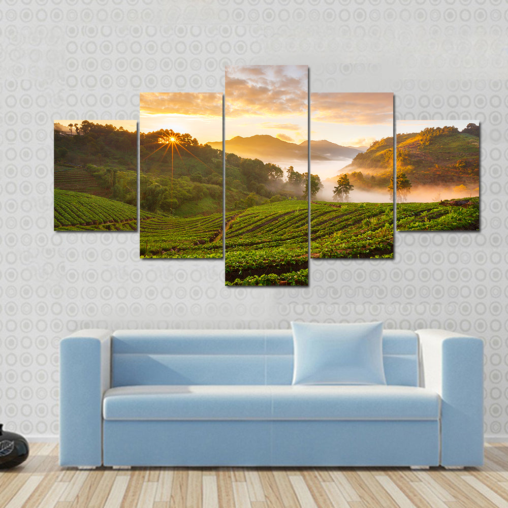 Misty Morning Sunrise In Strawberry Garden In Chiangmai Thailand Canvas Wall Art