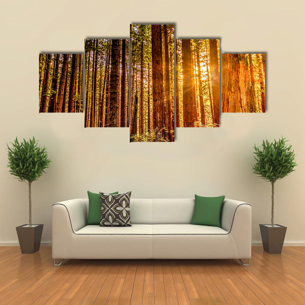 Sun Shines Through Redwood Trees Canvas Wall Art