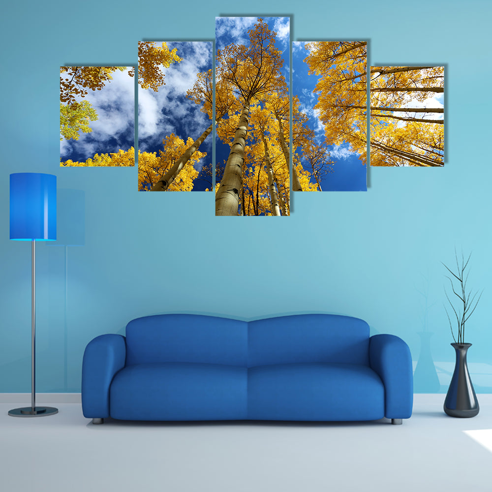 Golden Autumn Aspen Canopy Canvas Wall Art