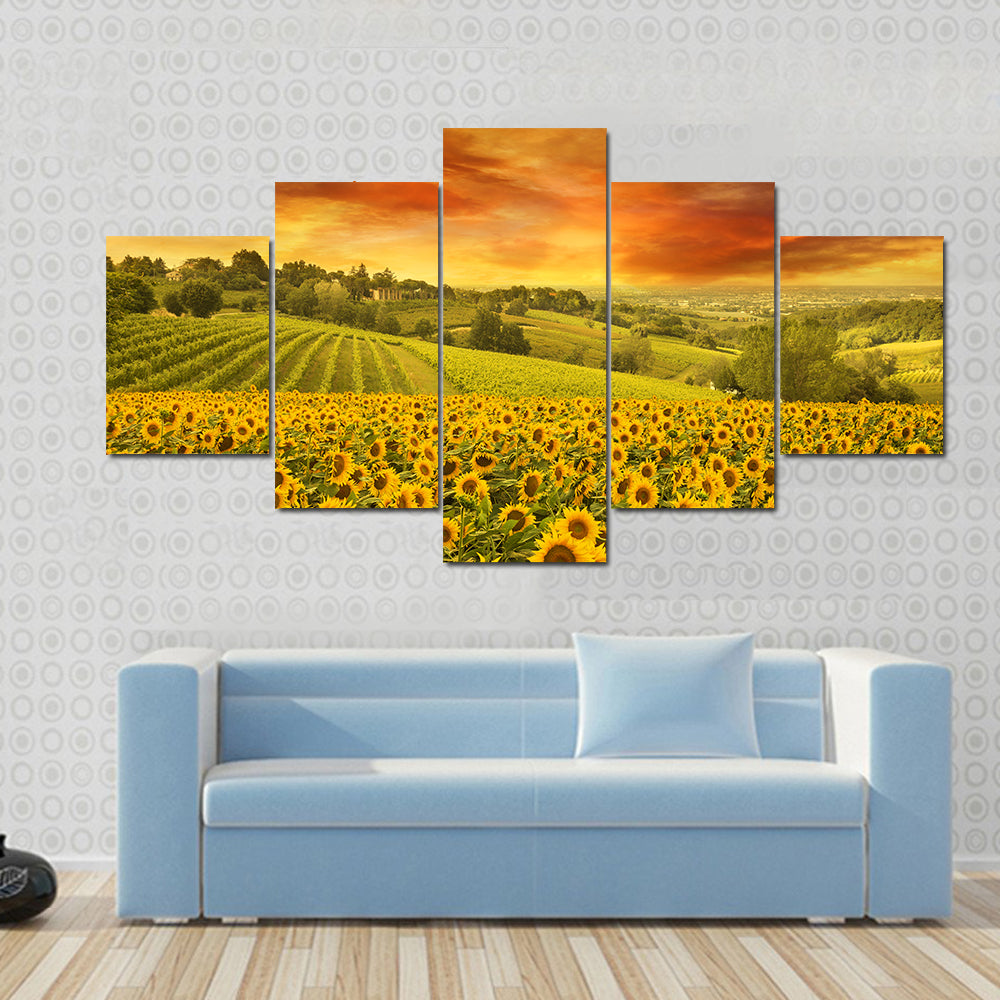 Sunflowers Field In The Italian Hill At Sunset Canvas Wall Art