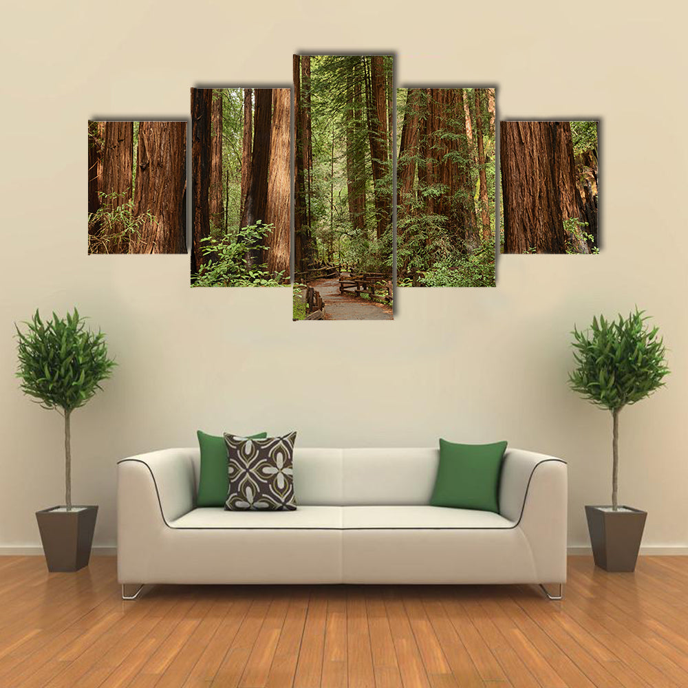 Muir Woods National Monument In California Canvas Wall Art