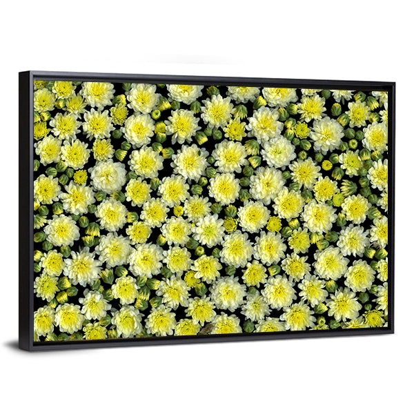 Yellow and White Chrysanthemums Canvas Wall Art