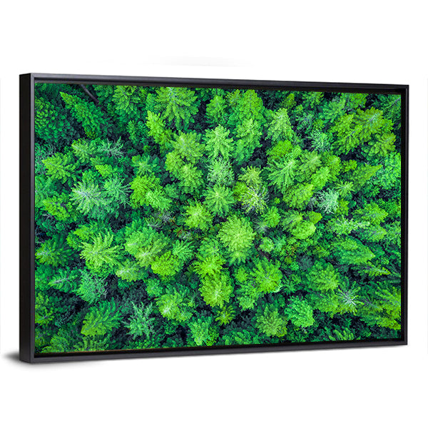 Aerial View Of Redwood Whakarewarewa Forest Canvas Wall Art