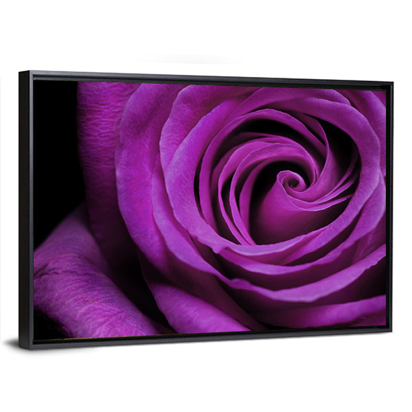 Purple Rose Close-Up Canvas Wall Art