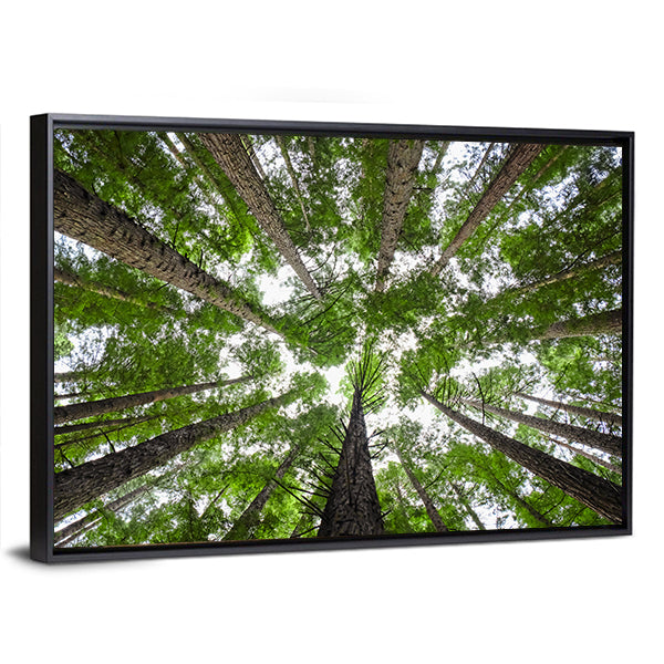 Redwood Tree Canopy Canvas Wall Art