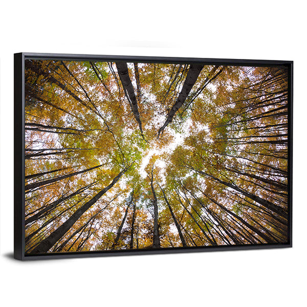 Autumn Forest Treetops Canvas Wall Art