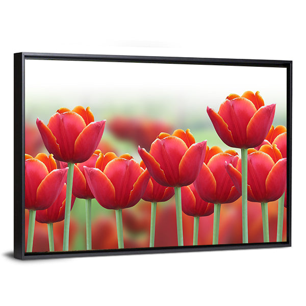 Spring Tulip Flower Canvas Wall Art in white, red and green, framed canvas, product view on a white background