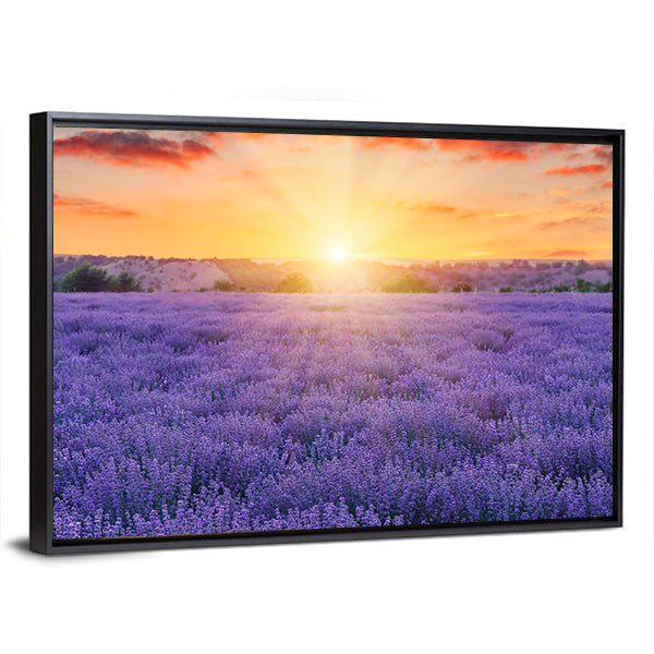 Lavender Fields At Sunset Canvas Wall Art