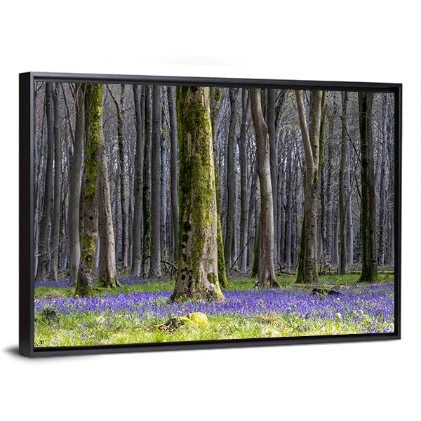 Springtime Bluebell Wood in England Canvas Wall Art