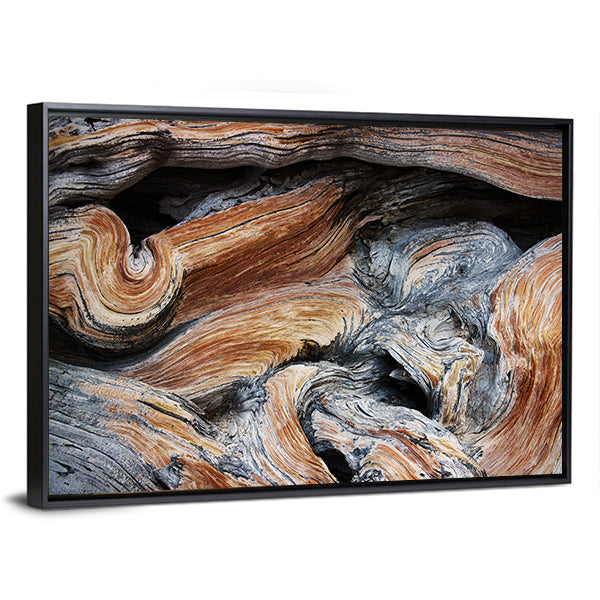 Old Juniper Wood Texture Canvas Wall Art