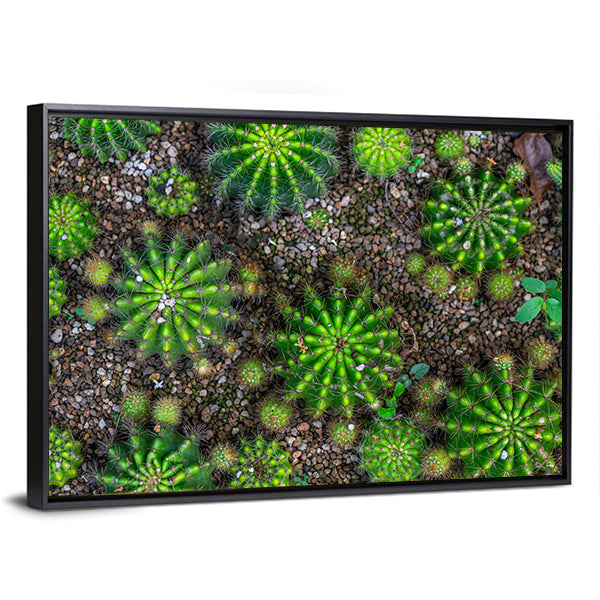 Cactus Plants Close-up Canvas Wall Art