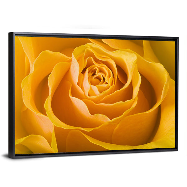 Close Up Of Rose Canvas Wall Art