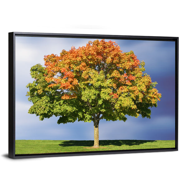 Maple Tree In Autumn Canvas Wall Art