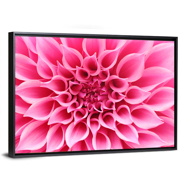 Pink Dahlia Flower Canvas Wall Art in pink, framed canvas, product view on a white background