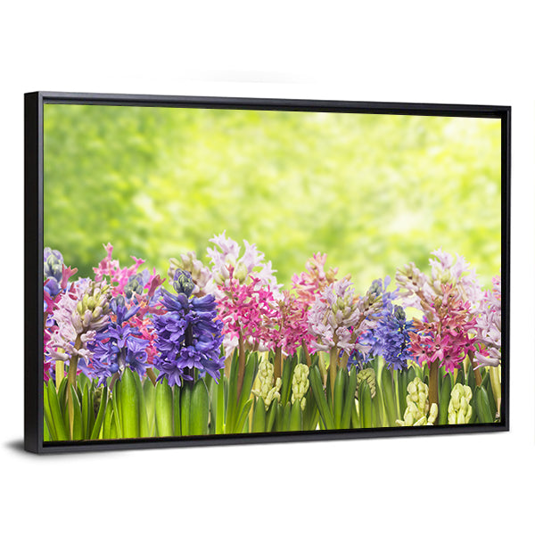 Blooming Spring Hyacinths Flowers Plant In Garden Canvas Wall Art in green, purple and pink, framed canvas, product view on a white background
