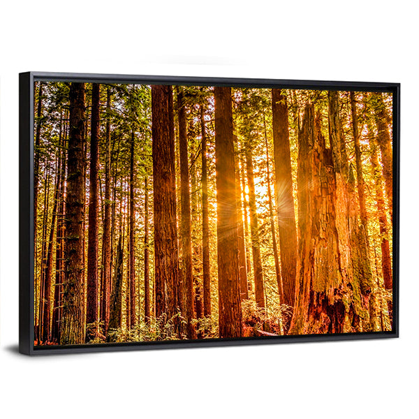 Sun Shines Through Redwood Trees Canvas Wall Art