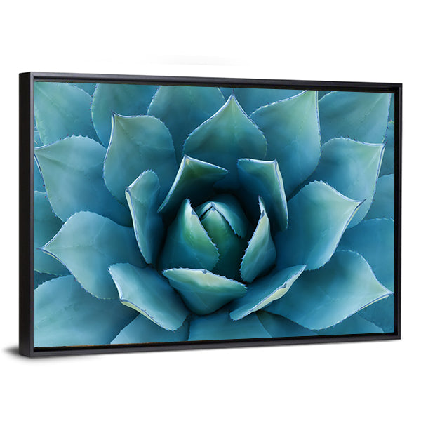 Closeup Of An Agave Plant Canvas Wall Art