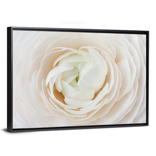 Closeup of Ranunculus Flower Canvas Wall Art in white and beige, framed canvas, product view on a white background