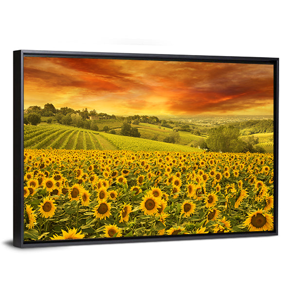 Sunflowers Field In The Italian Hill At Sunset Canvas Wall Art