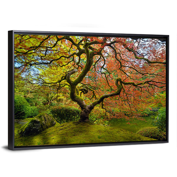 Gnarled Japanese Maple Tree in Portland Canvas Wall Art in red, orange and green, framed print, product view on a white background