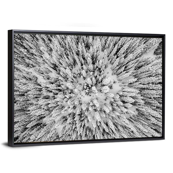 Snow Covered Evergreen Forests In The Colorado Rocky Mountains Canvas Wall Art