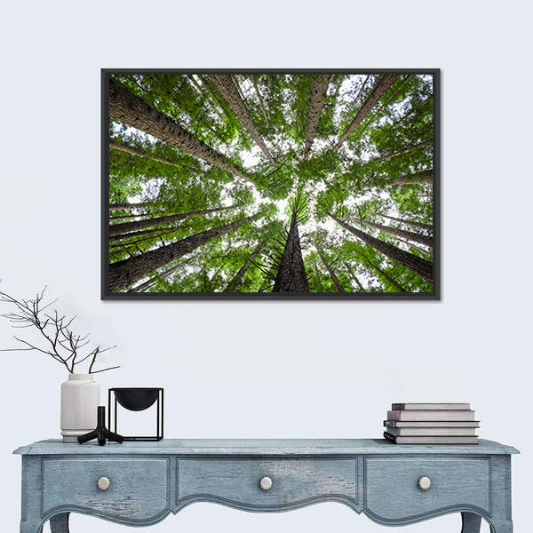Redwood Tree Canopy Canvas Wall Art