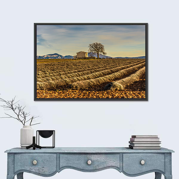 Unharvested Lavender Field In Provence France Canvas Wall Art