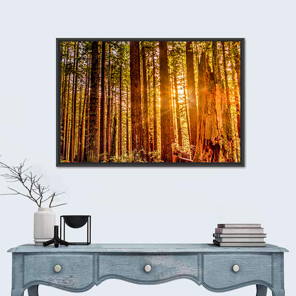 Sun Shines Through Redwood Trees Canvas Wall Art