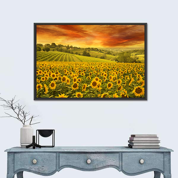 Sunflowers Field In The Italian Hill At Sunset Canvas Wall Art