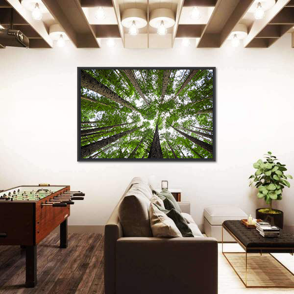 Redwood Tree Canopy Canvas Wall Art