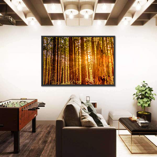 Sun Shines Through Redwood Trees Canvas Wall Art
