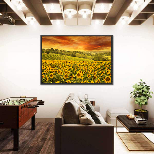 Sunflowers Field In The Italian Hill At Sunset Canvas Wall Art